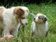 Chiots Berger Australiens a donner