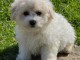 A donner chiot type Bichon fris&eacute; femelle non lof