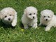 A donner chiot type Bichon fris&eacute; femelle non lof