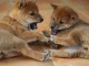 Adorables b&eacute;b&eacute;s shiba inu..