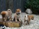Chiots Shiba Inu m&acirc;les et femelles LOF...