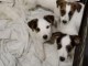 chiots jack Russell non LOF