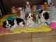 Tr&egrave;s beaux chiots cavalier king charles ..
