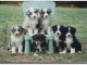 chiots Bergers autraliens LOF..