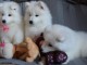Chiots type Samoy&egrave;de..