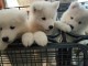Jolis chiots Samoy&egrave;de LOF