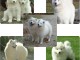 Superbes chiots samoyede..