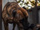 Presa Canario chiots &agrave; vendre