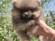 Spitz de Pom&eacute;ranie chiots &agrave; vendre