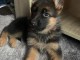Magnifique chiot bergers allemand &agrave; adopter