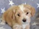 Bichon havanais chiots
