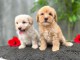 Des adorables chiots recherche une famille d