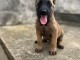 un jolie chiots malinoir disponible pour une maison d