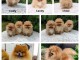 Spitz de Pom&eacute;ranie chiots