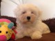Jolie chiot bichon maltais femelle a donner