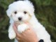 Jolie chiot bichon maltais femelle a donner