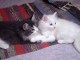 Adorables chatons type Norv&eacute;giens a donner 