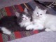 Magnifiques chatons Norv&eacute;giens