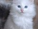 Chatons Norv&eacute;giens a donner 