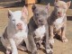 Chiots Bully Am&eacute;rican