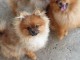 Spitz de Pom&eacute;ranie chiots
