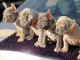 Chiots Bulldog fran&ccedil;ais Pups pr&ecirc;t &agrave; partir 