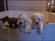 Sublime chiots CAVALIER KING CHARLES LOF dont 3 m&acirc;le et 3 femelle
