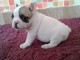 A donner chiot bouledogue fran&ccedil;ais femelle