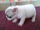 A donner chiot bouledogue fran&ccedil;ais femelle