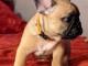 A donner chiot bouledogue fran&ccedil;ais femelle