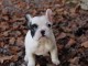 A donner chiot bouledogue fran&ccedil;ais femelle