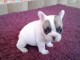 A donner chiot bouledogue fran&ccedil;ais femelle