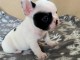 A donner chiot bouledogue fran&ccedil;ais femelle