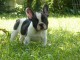 A donner chiot bouledogue fran&ccedil;ais femelle