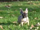 A donner chiot bouledogue fran&ccedil;ais femelle