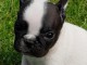A donner chiot bouledogue fran&ccedil;ais femelle