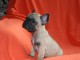A donner chiot bouledogue fran&ccedil;ais femelle