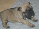 A donner chiot bouledogue fran&ccedil;ais femelle