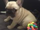 A donner chiot bouledogue fran&ccedil;ais femelle