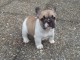 A donner chiot bouledogue fran&ccedil;ais femelle