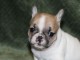 A donner chiot bouledogue fran&ccedil;ais femelle