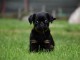Chiots Petit braban&ccedil;on disponibles de suite