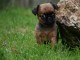 A donner chiots Petit braban&ccedil;on