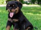 Magnifique chiot rotveiler &agrave; adopter
