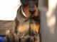 Dobermann chiots &agrave; vendre