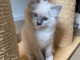  Chatons Ragdoll LOOF