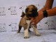 Kangal turc chiots &agrave; vendre