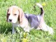 chiots Beagle lof ag&eacute; de trois mois pure race a donner