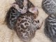 Chatons Bengal a donner contre bon soins 