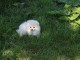 Don chiot spitz nain femelle blanche